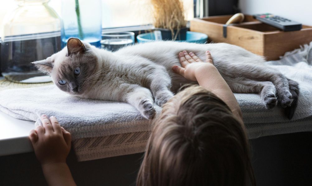 Finding Spacious Pet-Friendly Homes in Agnes Water